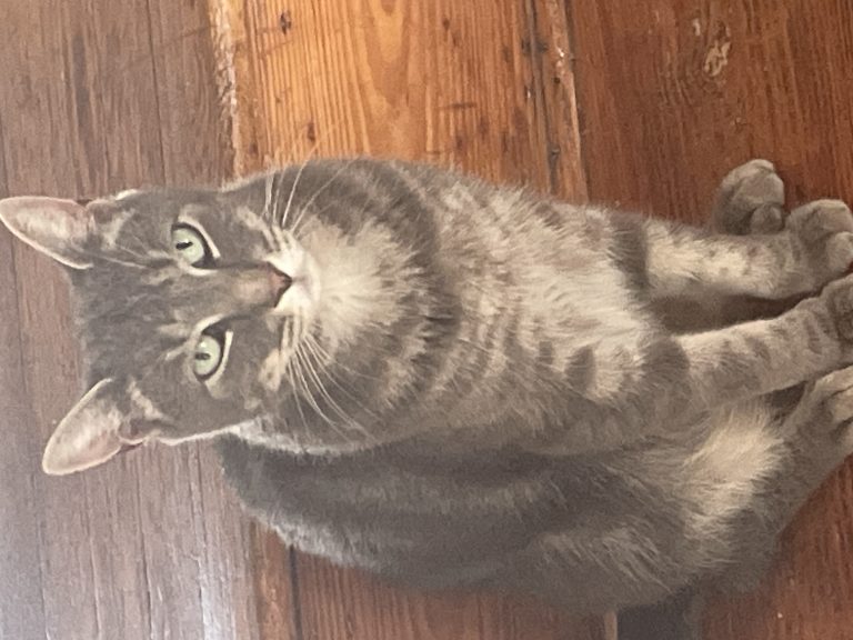 Cloud, lost cat, American Shorthair