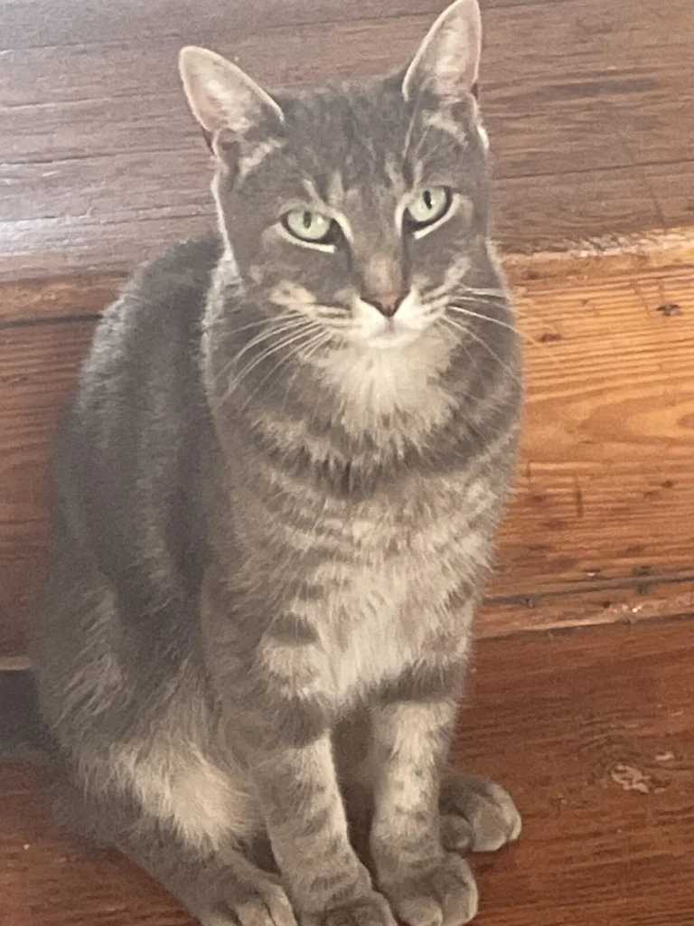 Cloud, lost cat, American Shorthair