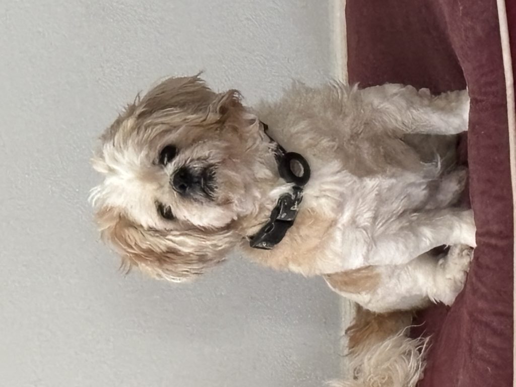 Trey, lost dog, shih poo