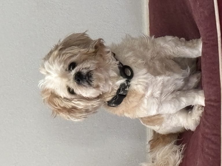 Trey, lost dog, shih poo