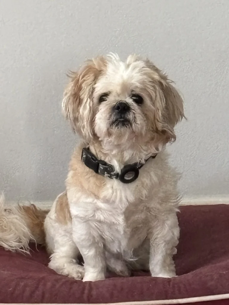 Trey, lost dog, shih poo