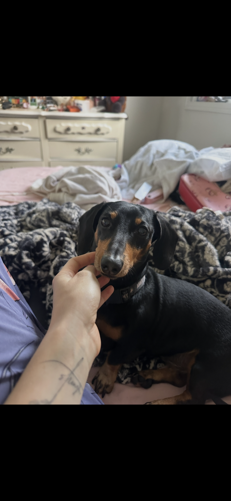 Boomer, lost dog, Dachshund