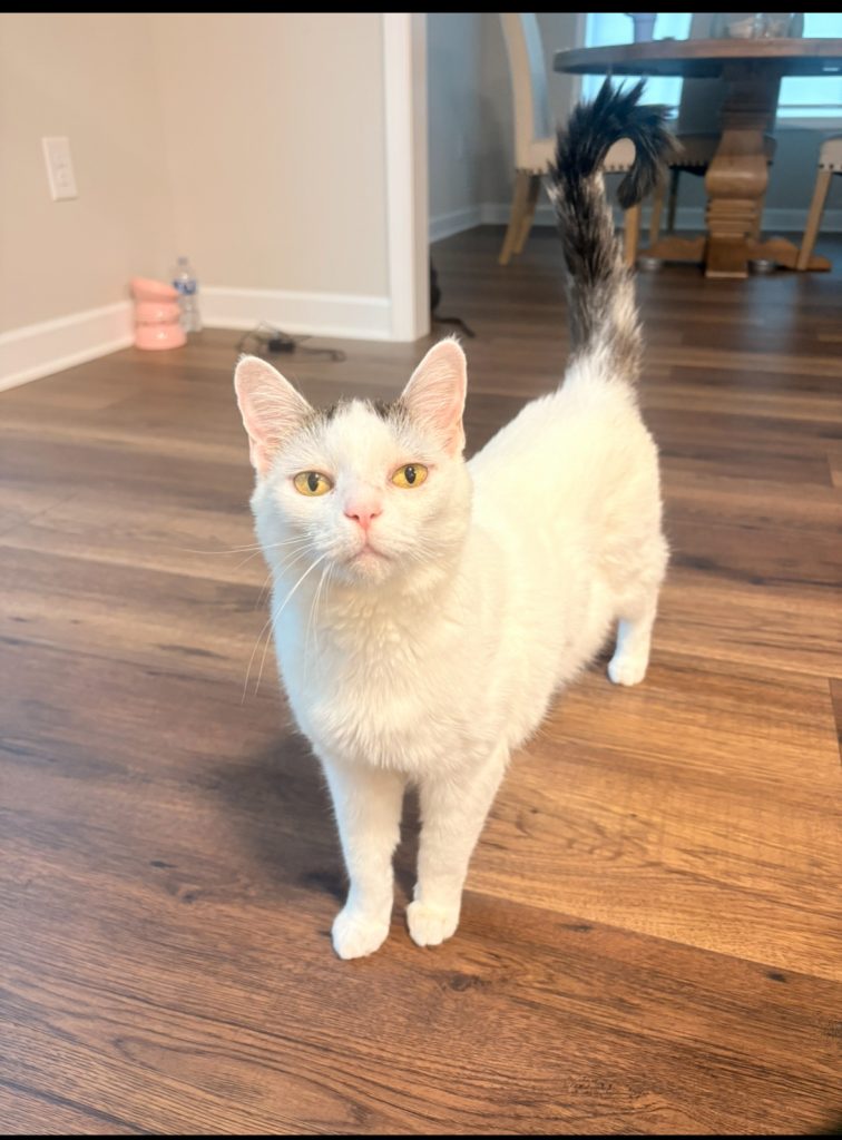 Skittles, lost cat, Domestic short hair