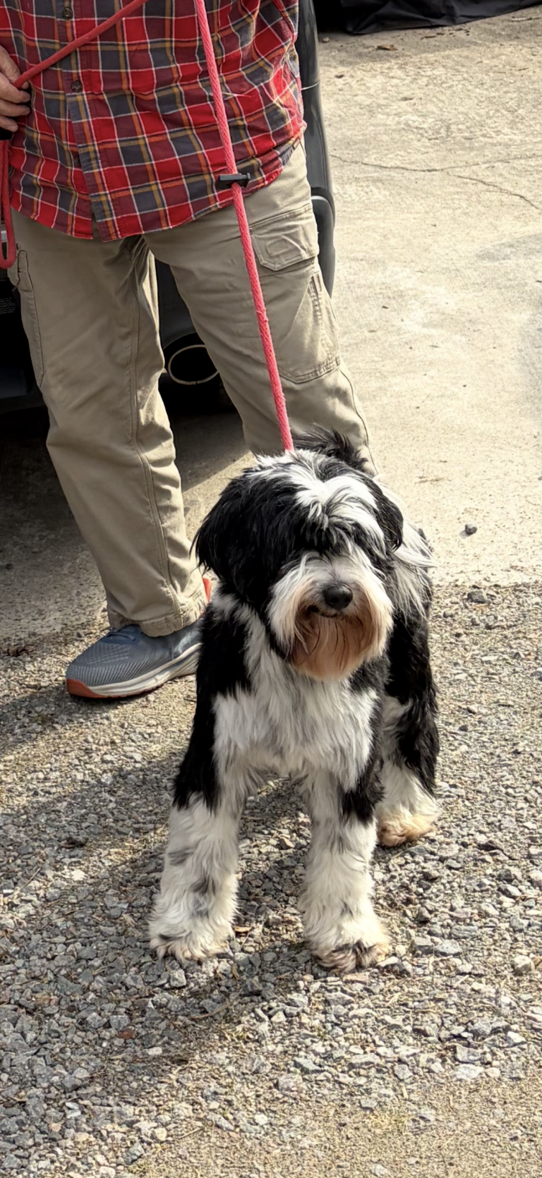 Tango, lost dog, Tibetan Terrier