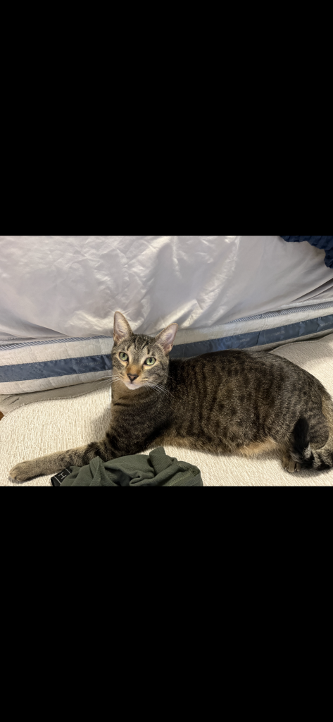 Peanut, lost cat, Domestic shorthair