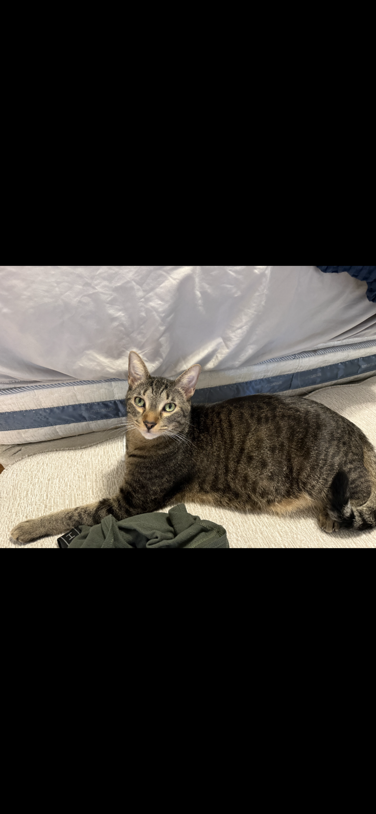 Peanut, lost cat, Domestic shorthair