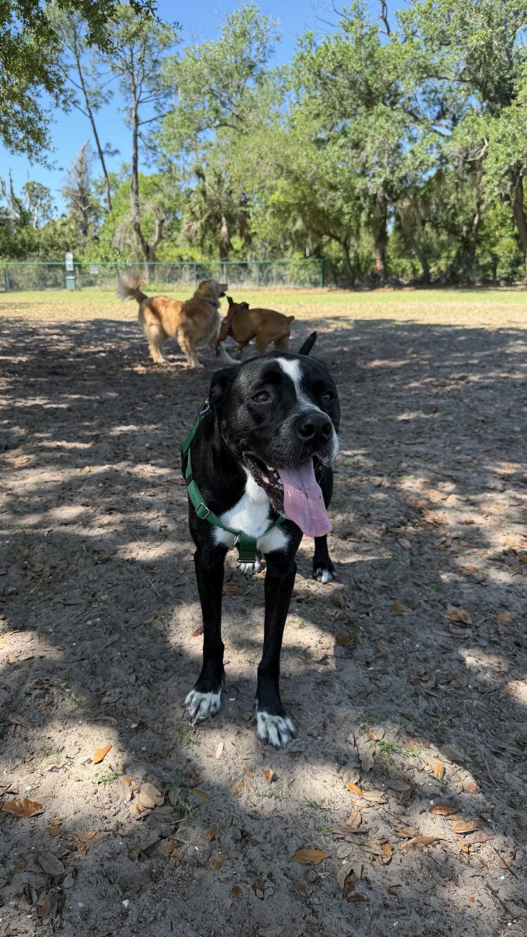 Tucker, lost dog, Lab boxer mix
