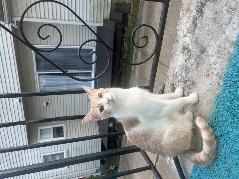 Lychee, lost cat, American Shorthair