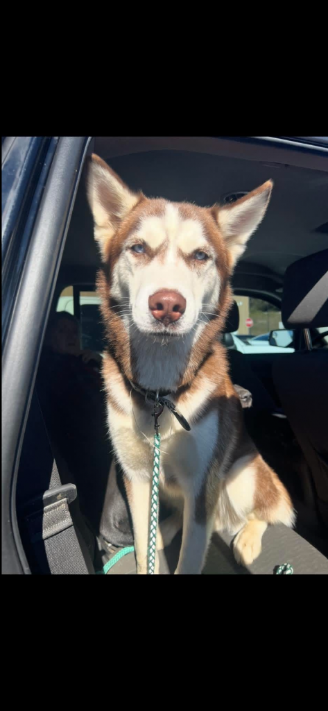 Crew, lost dog, Siberian Husky