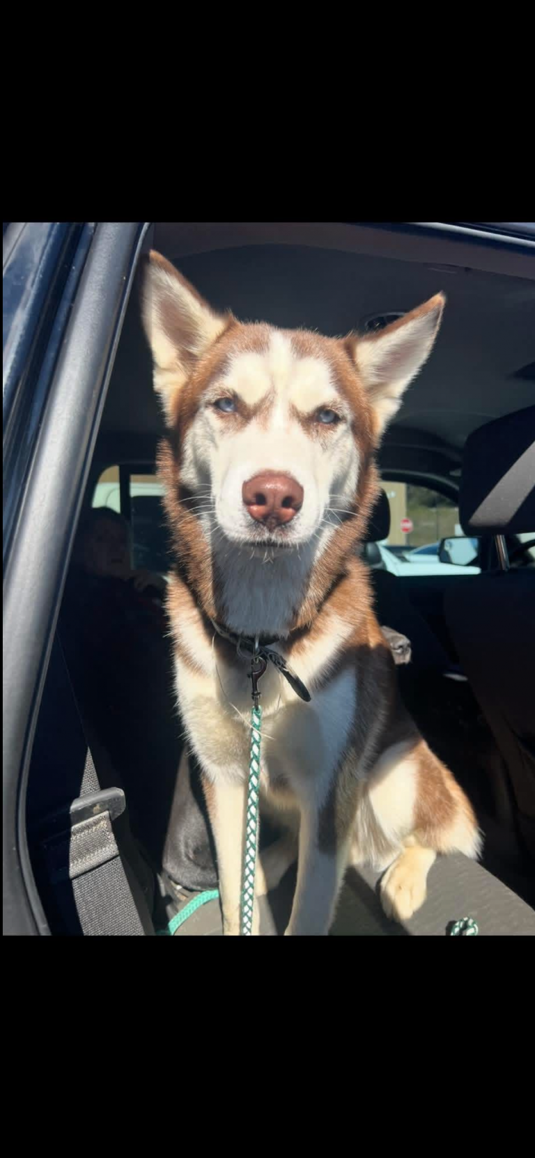 Crew, lost dog, Siberian Husky