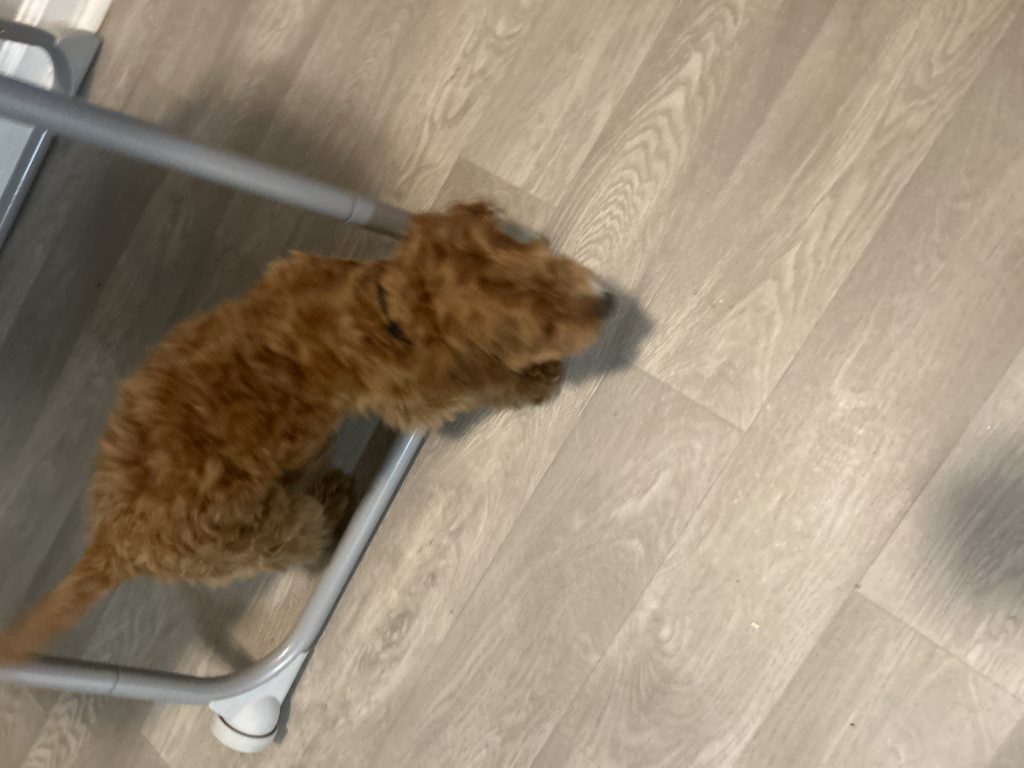 Kapree, lost dog, Poodle mix