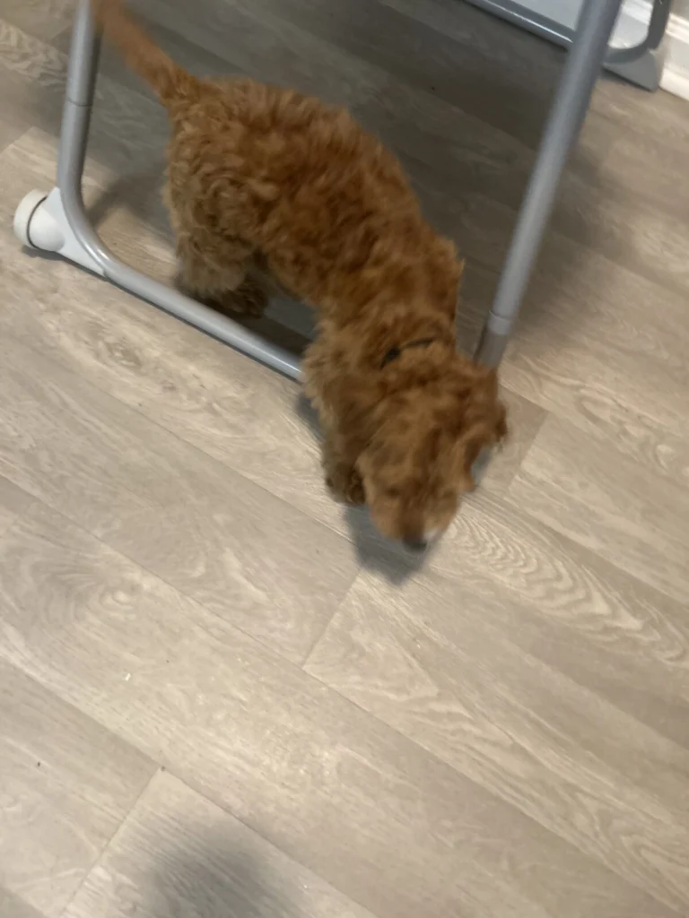 Kapree, lost dog, Poodle mix