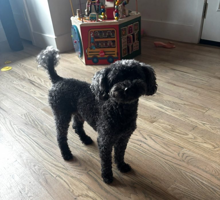 Dagger, lost dog, Poodle