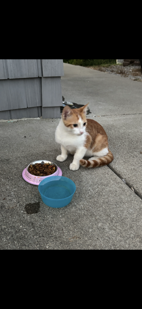 Zahra Roberts, lost cat, Taby