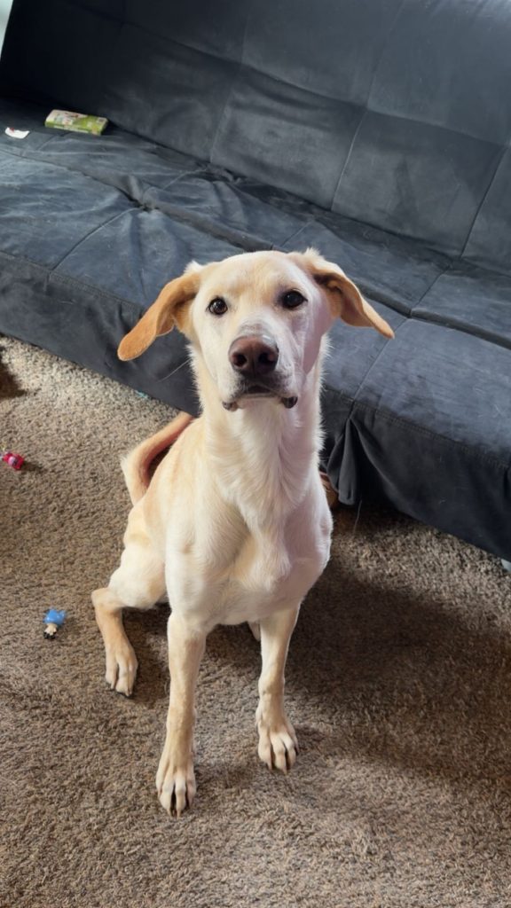 Sunny, lost dog, Yellow Lab Mix