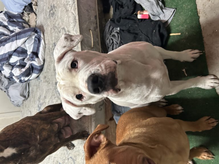 Aurora, lost dog, pitbull