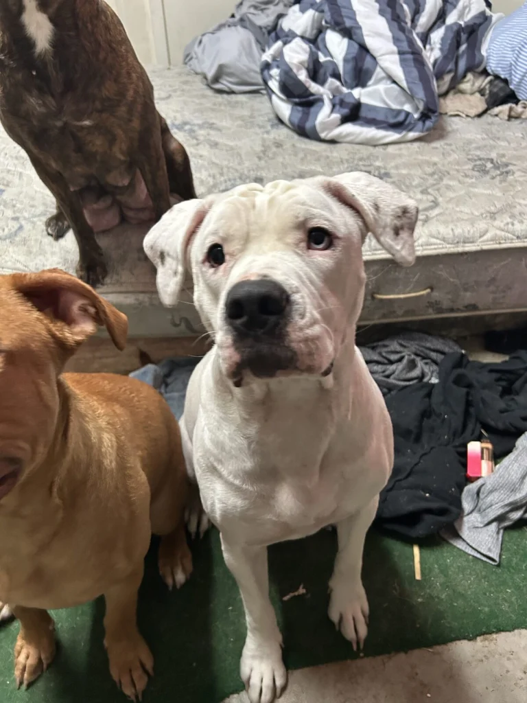 Aurora, lost dog, pitbull