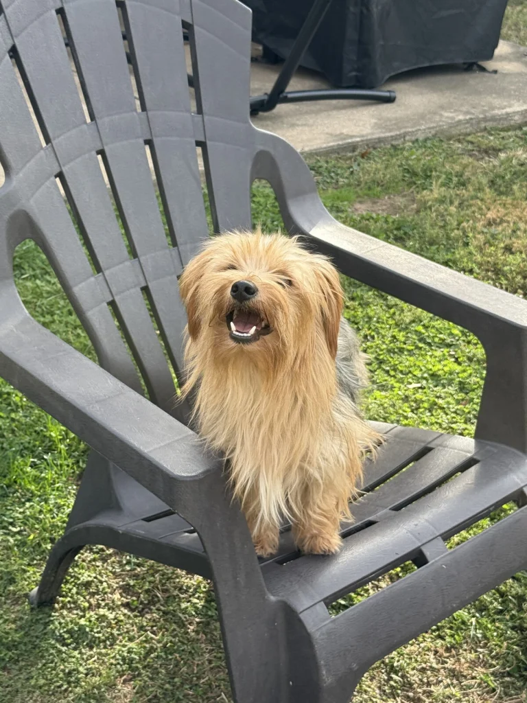 Charlie, lost dog, Yorkie