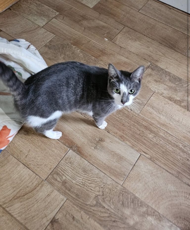 Zeus, lost cat, Short hair