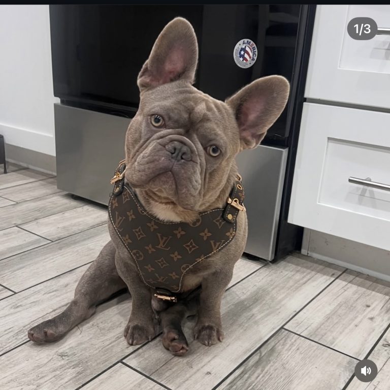 Vitto, lost dog, French Bulldog