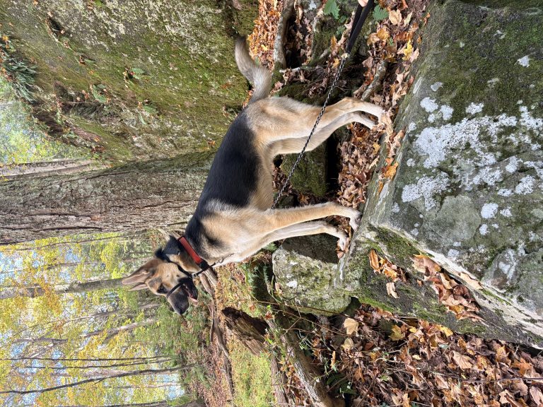 Santo, lost dog, German shepherd
