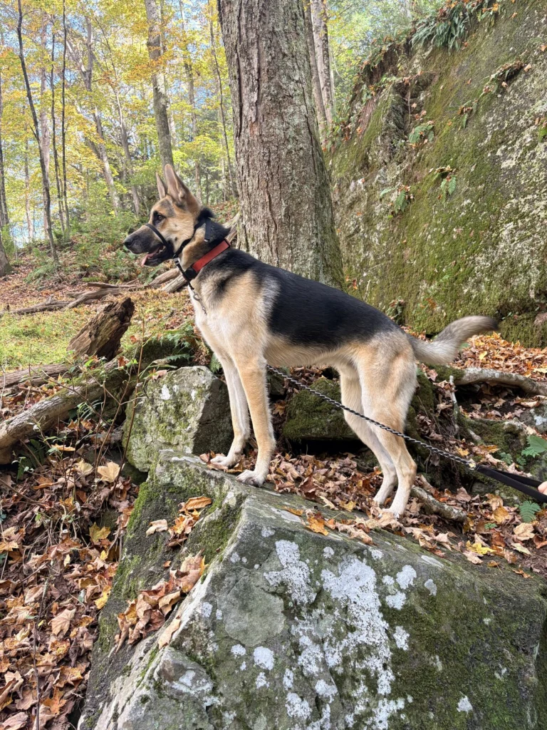 Santo, lost dog, German shepherd