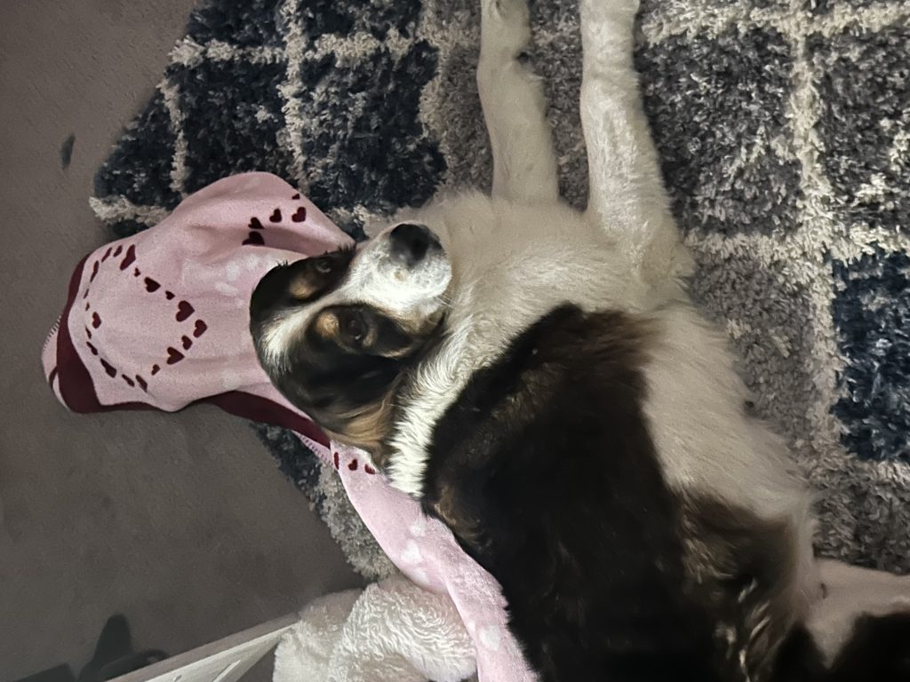 Jesse, lost dog, Mixed breed