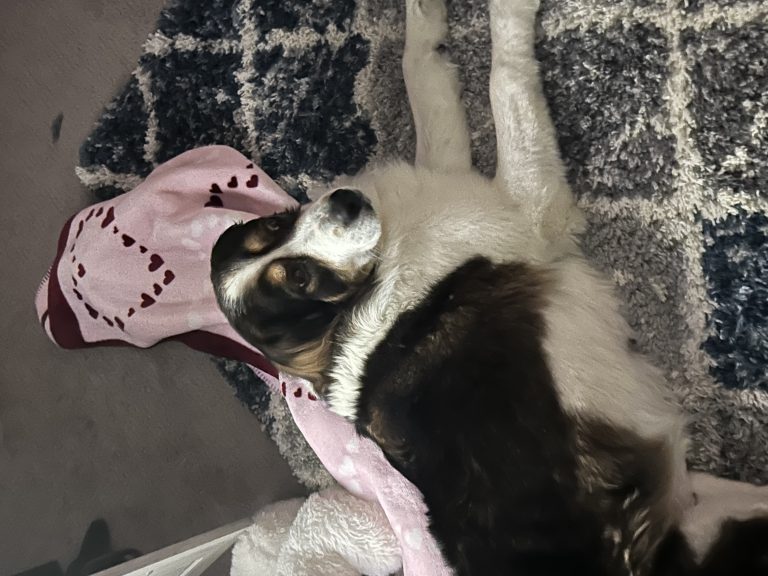 Jesse, lost dog, Mixed breed