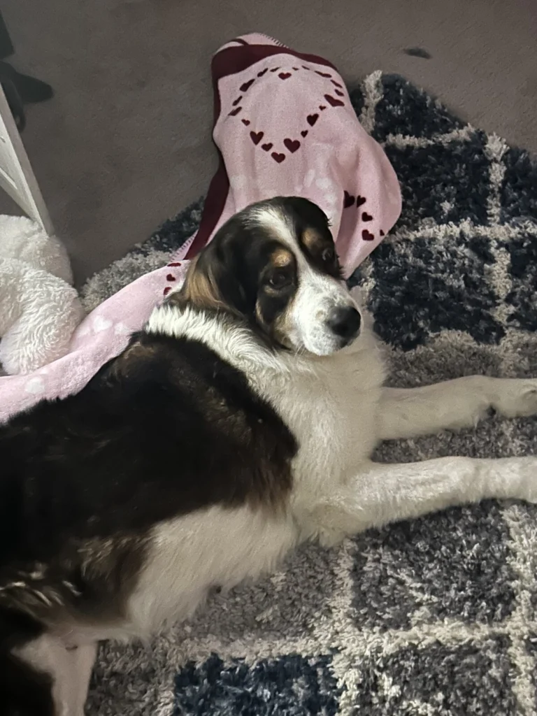Jesse, lost dog, Mixed breed