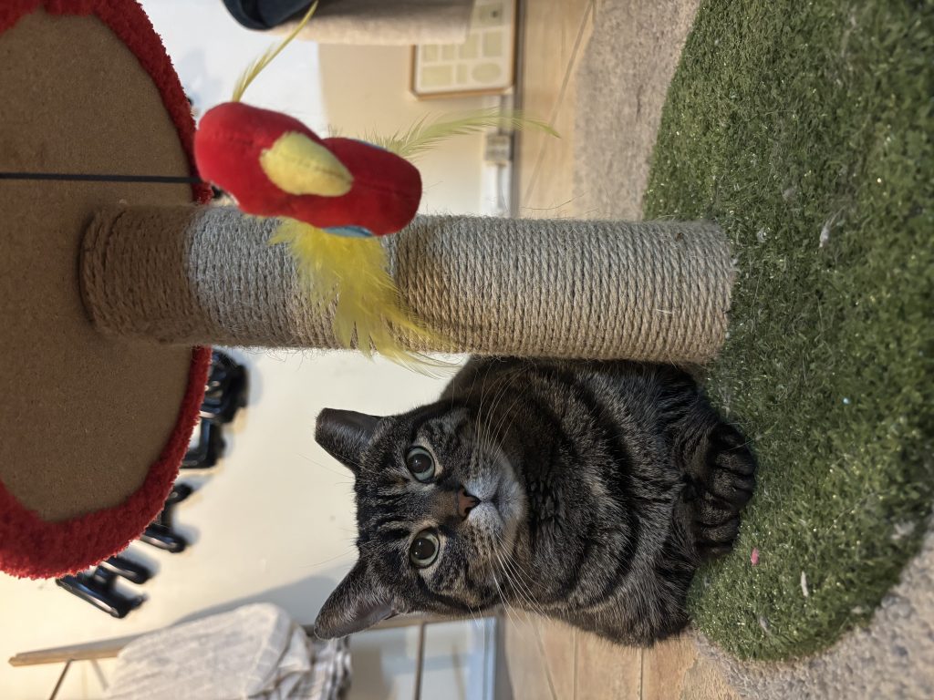 Mama, lost cat, Domestic Shorthair