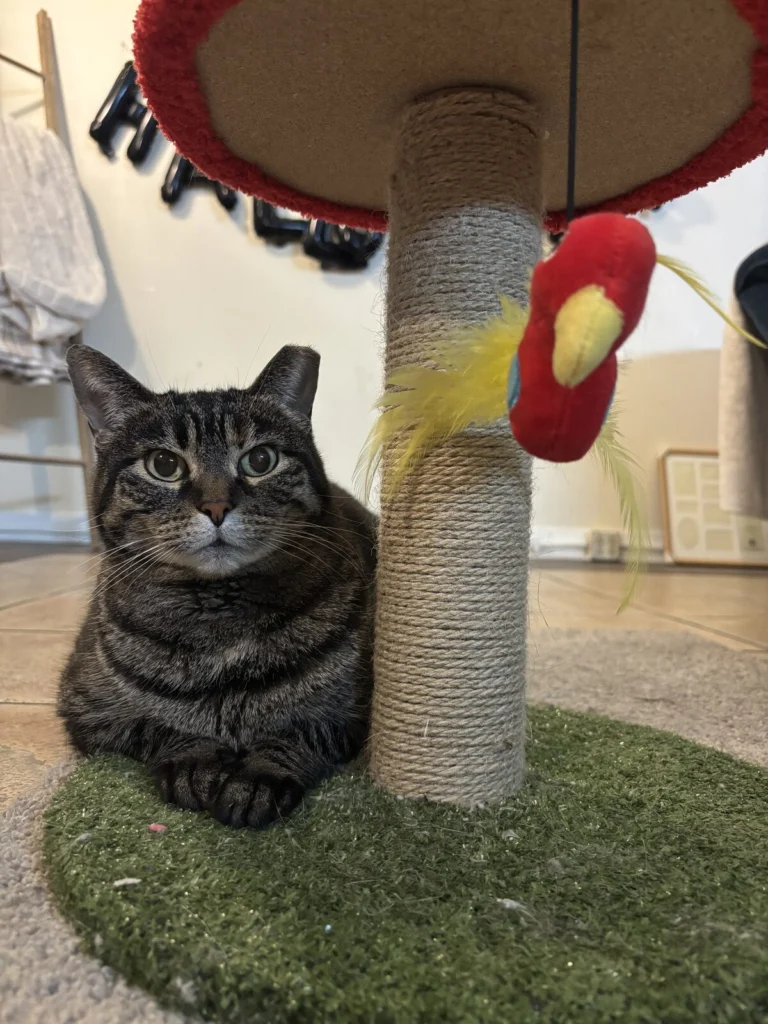 Mama, lost cat, Domestic Shorthair