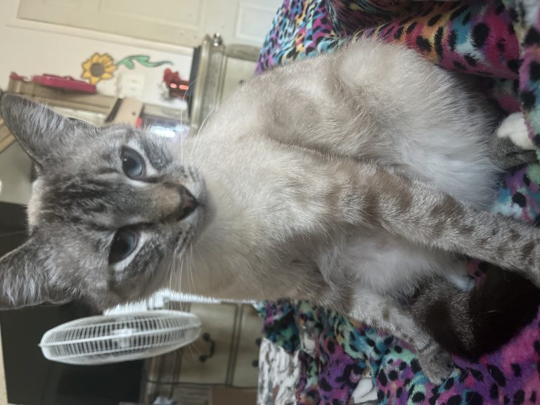 Seqouia, lost cat, Tabby Siamese mix