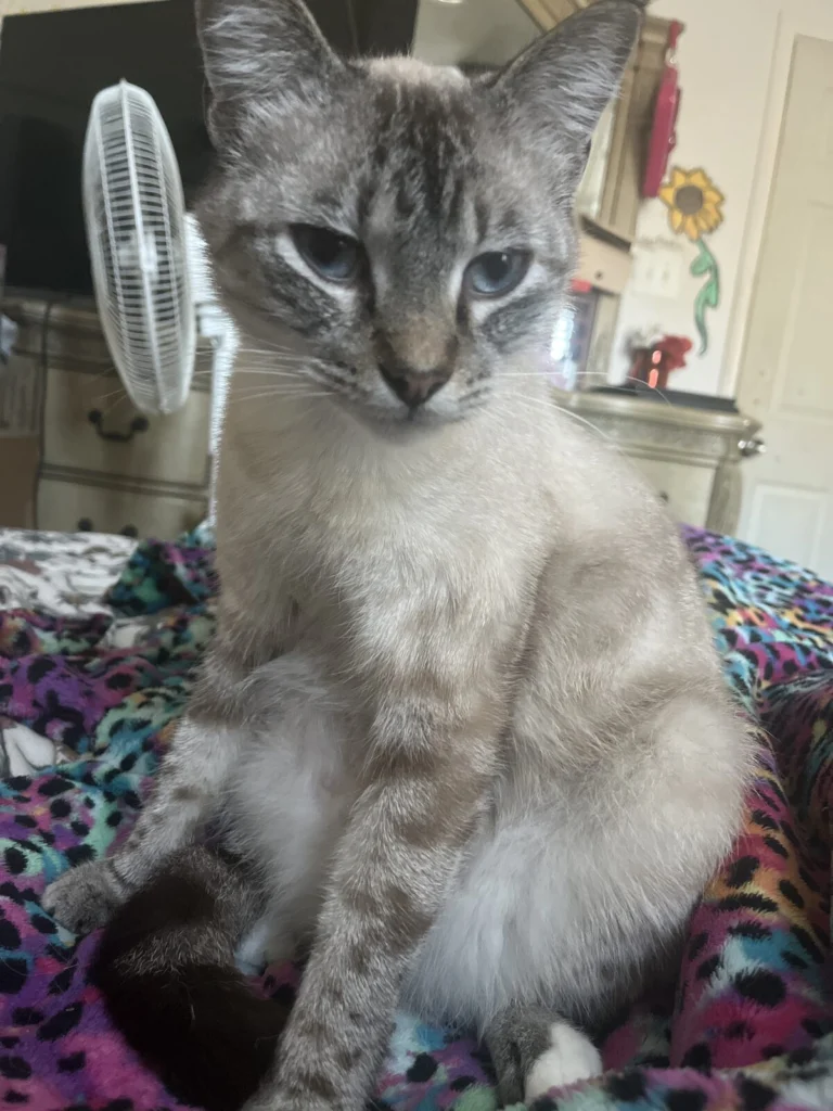 Seqouia, lost cat, Tabby Siamese mix