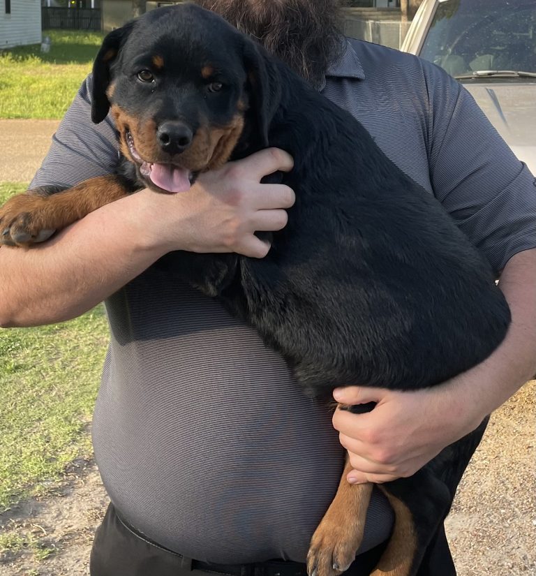 Goose, lost dog, Rottweiler