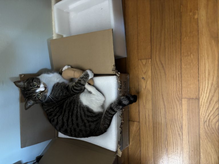 Ruby Mae, lost cat, Short hair tabby