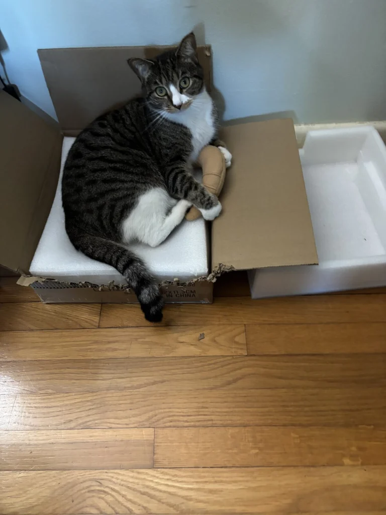 Ruby Mae, lost cat, Short hair tabby