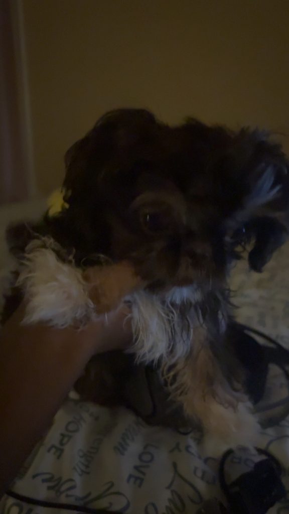 Lulu, lost dog, Shih Tzu