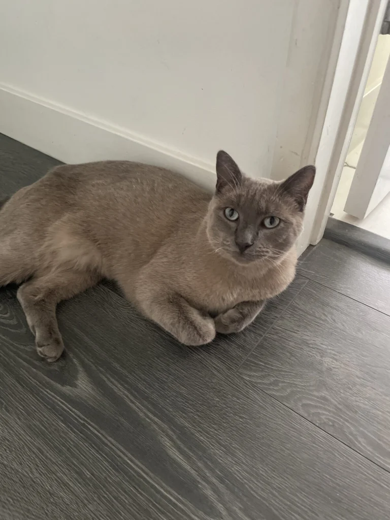 Ashy, lost cat, Unknown