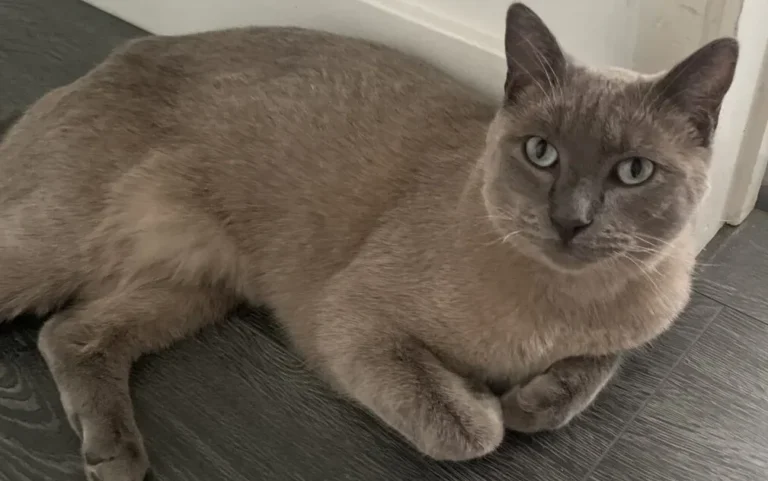 Ashy, lost cat, Unknown