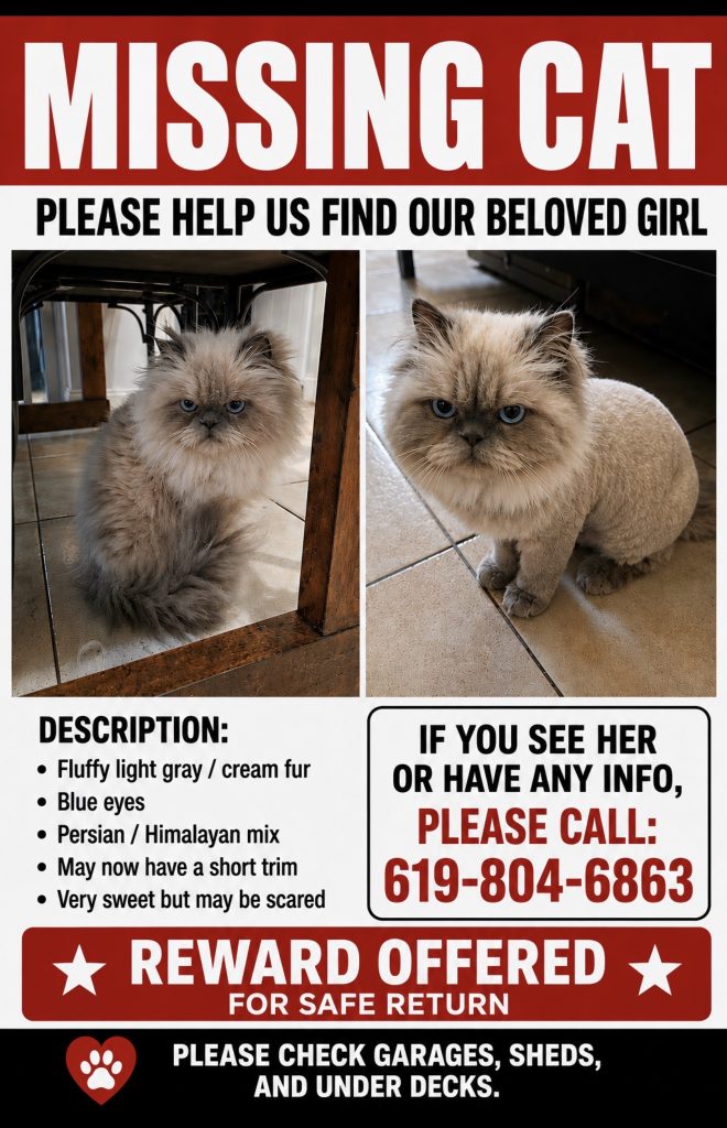 Mia, lost cat, Himalayan