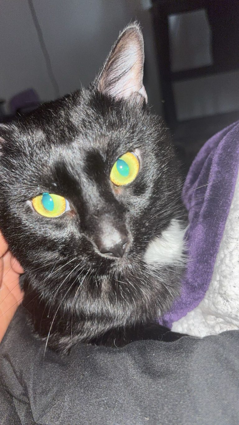 Sakamoto, lost cat, Short hair