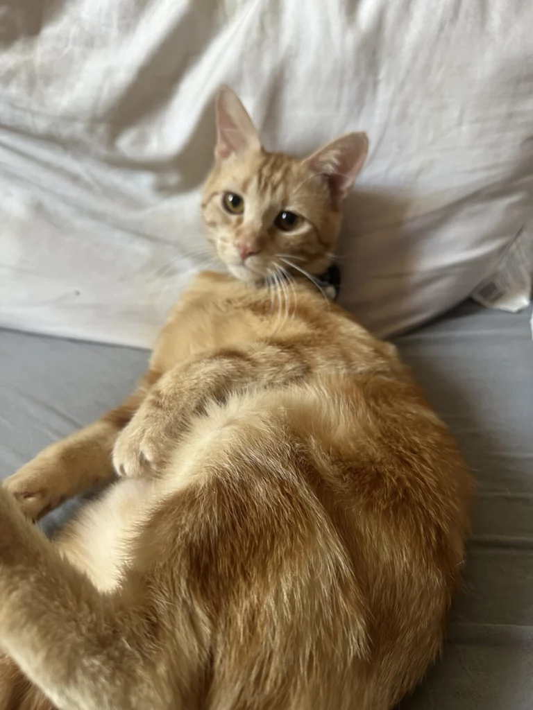 Raja, lost cat, domestic longhair