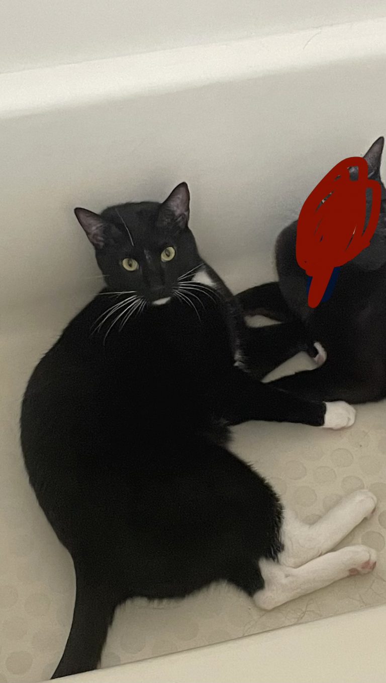 Chin, lost cat, Tuxedo