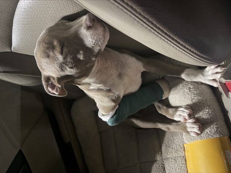 Diamond, lost dog, Bully/pit