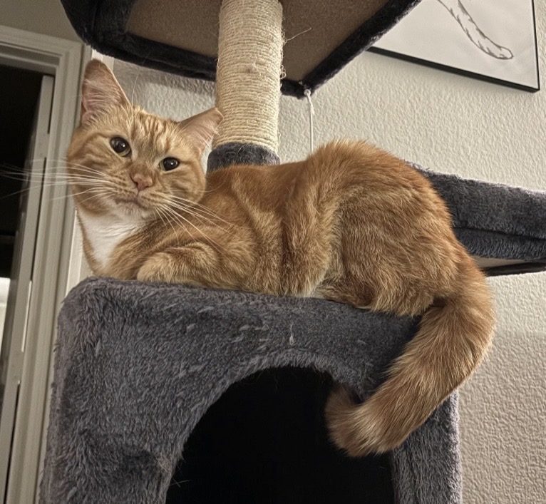 Mango, lost cat, DSH