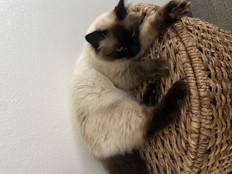 Leila, lost cat, Balinese