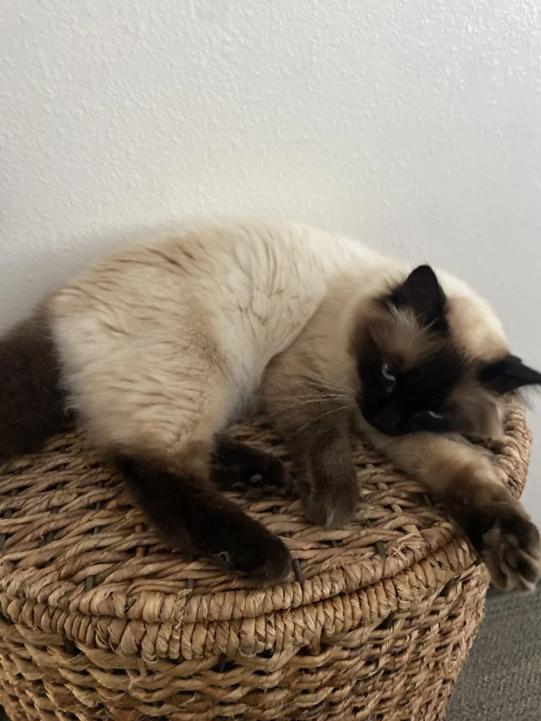 Leila, lost cat, Balinese