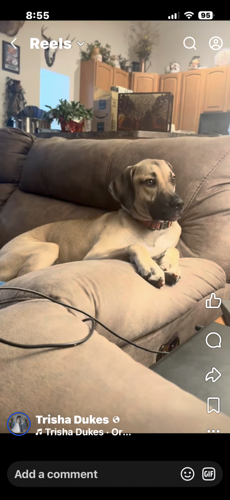 Roscoe, lost dog, Kurs