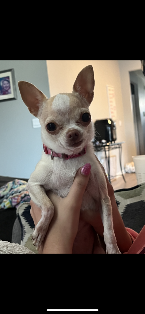 Daisy, lost dog, Chihuahua