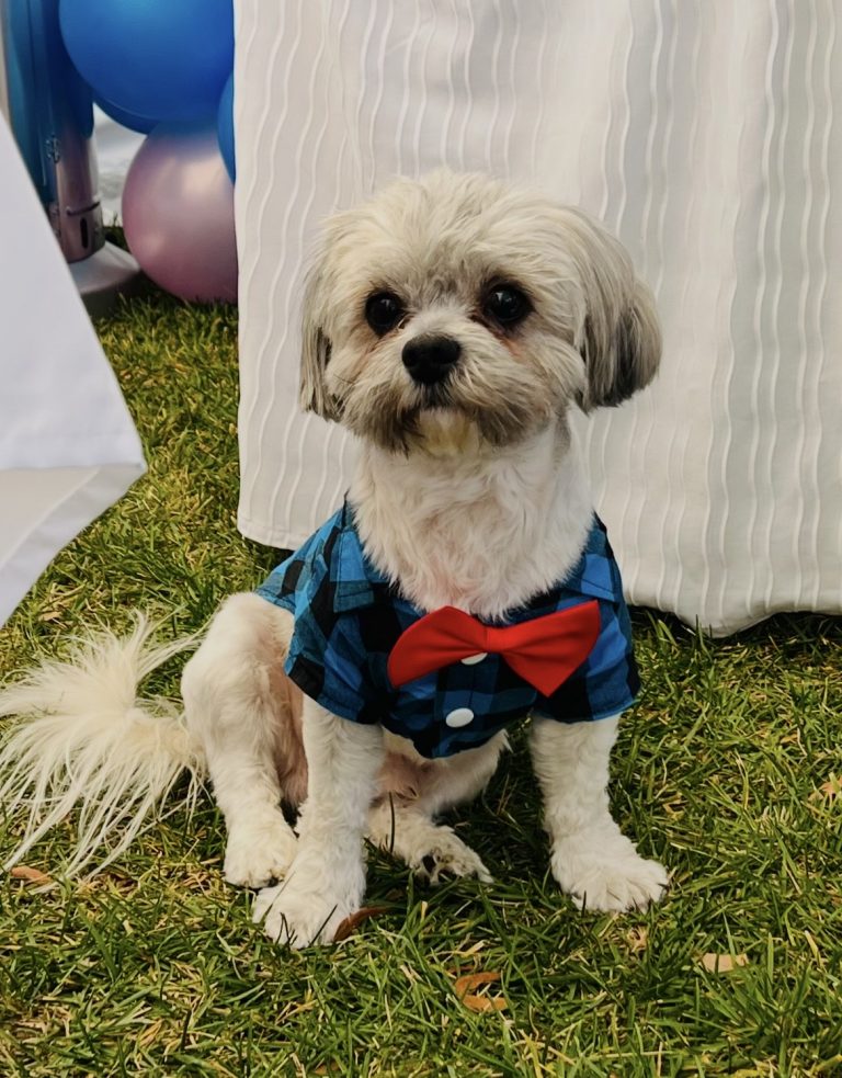 Bobby, lost dog, Shitzu